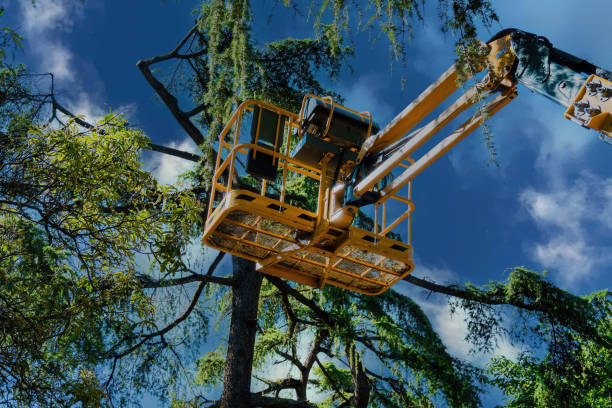 Central City, IL Tree Removal Company